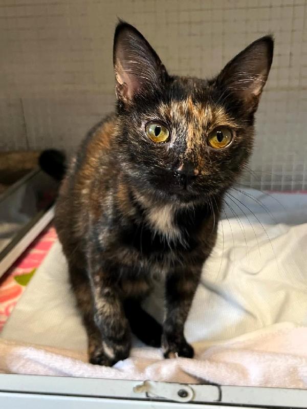 OLIMPIA GATTINA TARTARUGA Foto 2